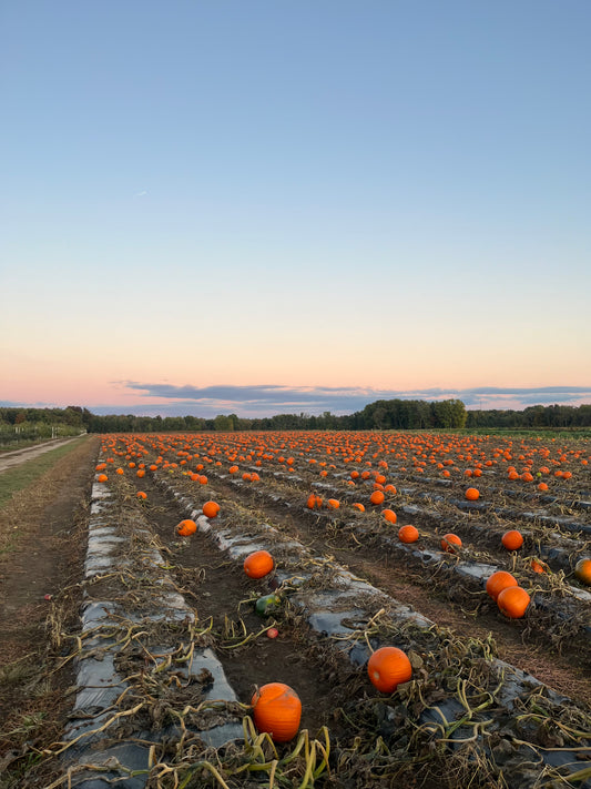 🎃 POTTERY IN THE PUMPKIN PATCH! 🎃 Pick & Sculpt | September 19th, 12–2 PM