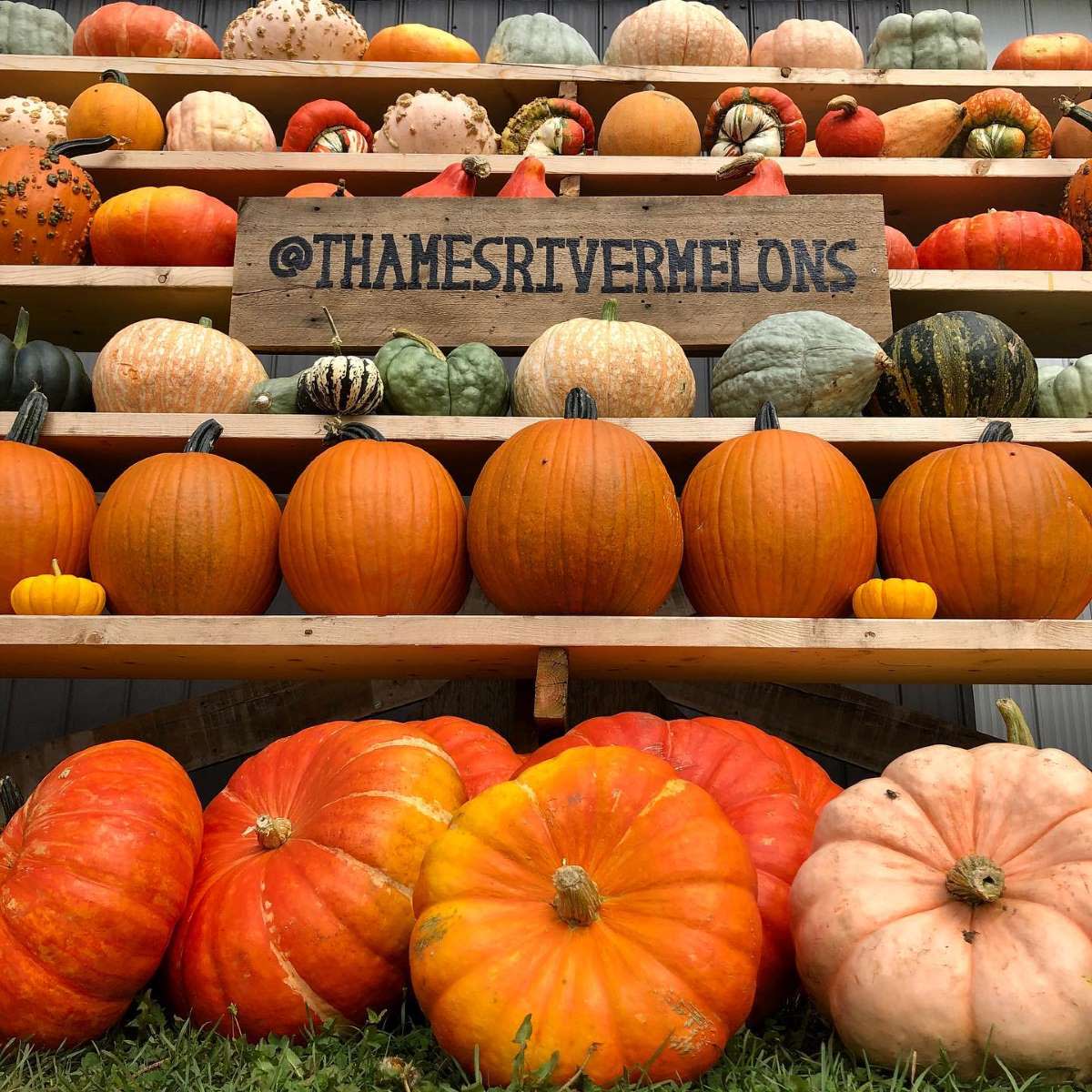 ๐ POTTERY IN THE PUMPKIN PATCH! ๐ Pick & Sculpt | September 19th, 12โ2 PM