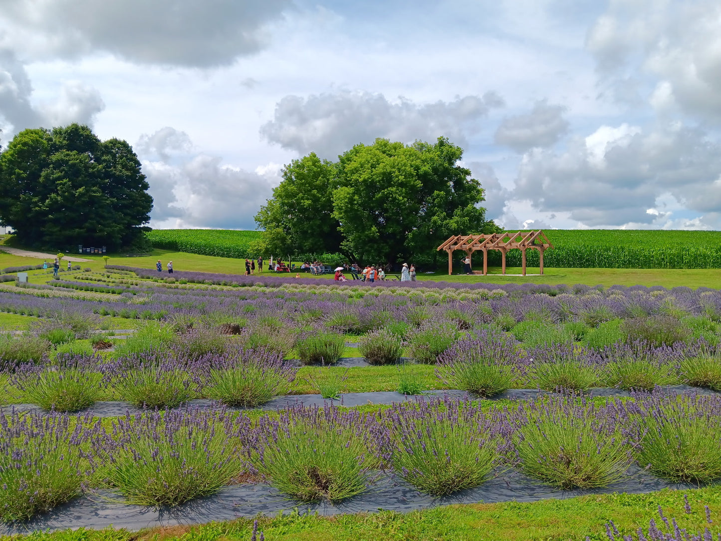 Golden Hour: A Pottery & Lavender Experience