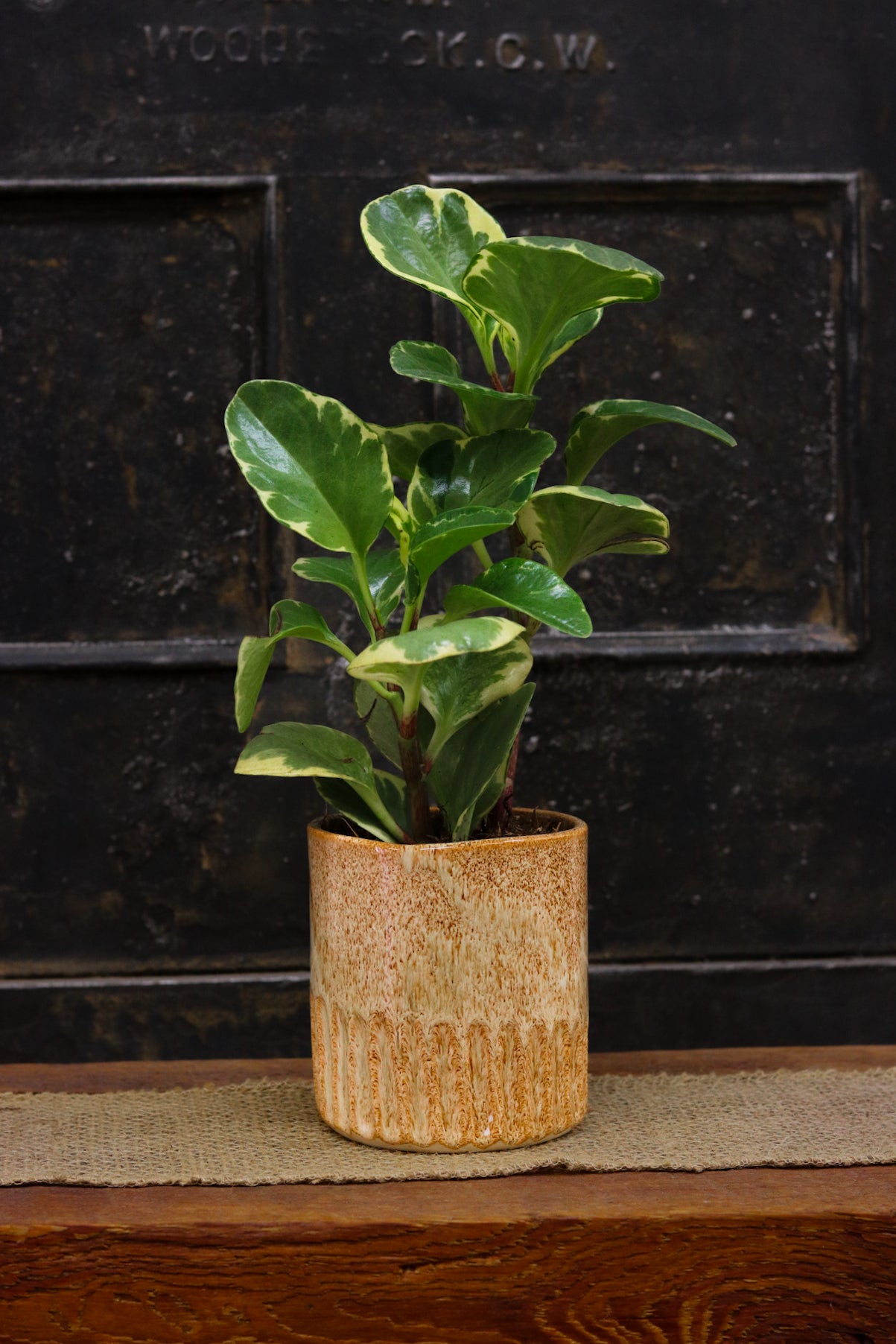 Plants & Pottery | July 26th & August 9th | 11am to 1pm
