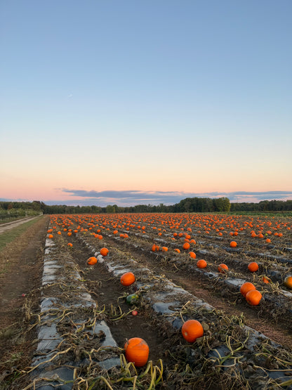 🎃 POTTERY IN THE PUMPKIN PATCH! 🎃 Pick & Sculpt | September 19th, 12–2 PM