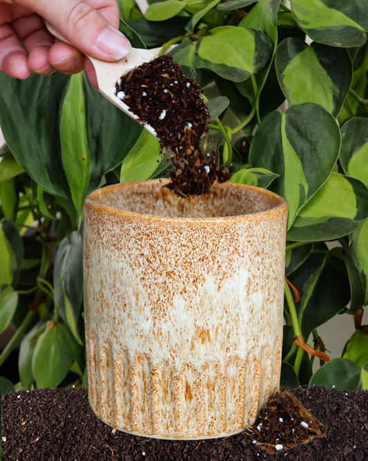 Plants & Pottery | July 26th & August 9th | 11am to 1pm