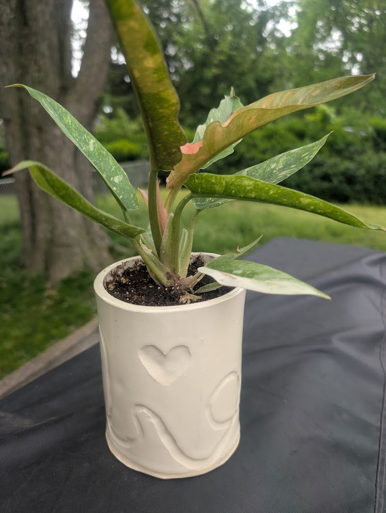 Plants & Pottery | July 26th & August 9th | 11am to 1pm
