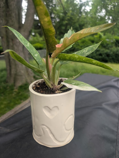 Plants & Pottery | July 26th & August 9th | 11am to 1pm